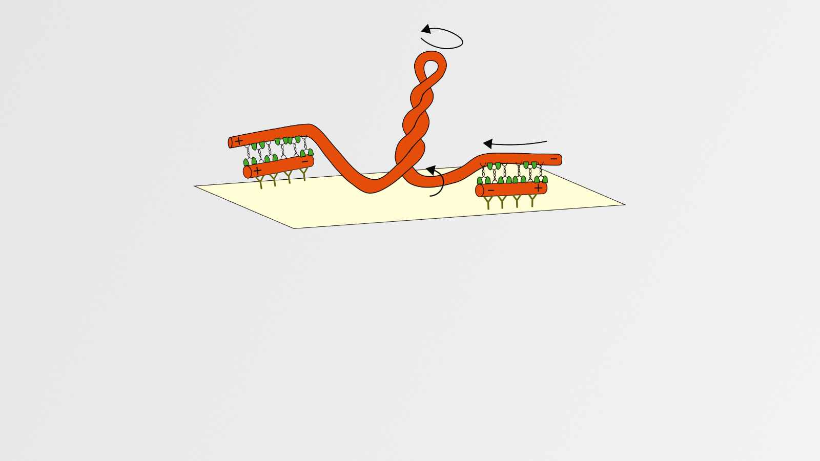 Schematic showing the generation of twist and torque between cross-linked microtubules Schematic showing the generation of twist and torque between cross-linked microtubules