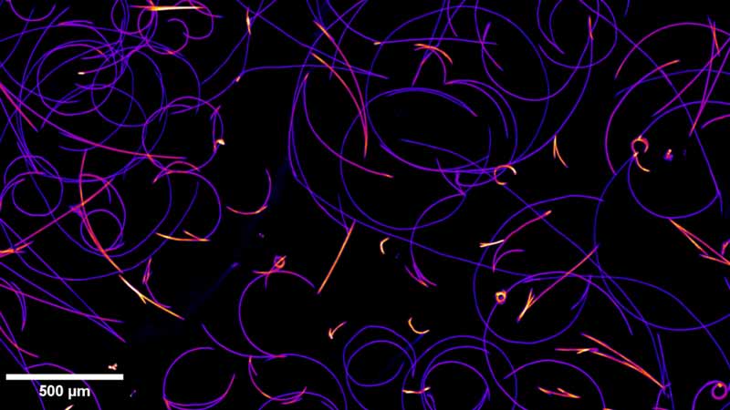A microscopy picture. Thin violet and orange filaments create a complex pattern of overlapping circles and straight lines against a black background. While most threads are violet, shorter segments and curves glow with a bright orange-yellow intensity. A white scale bar in the bottom-left corner is marked "500 µm".