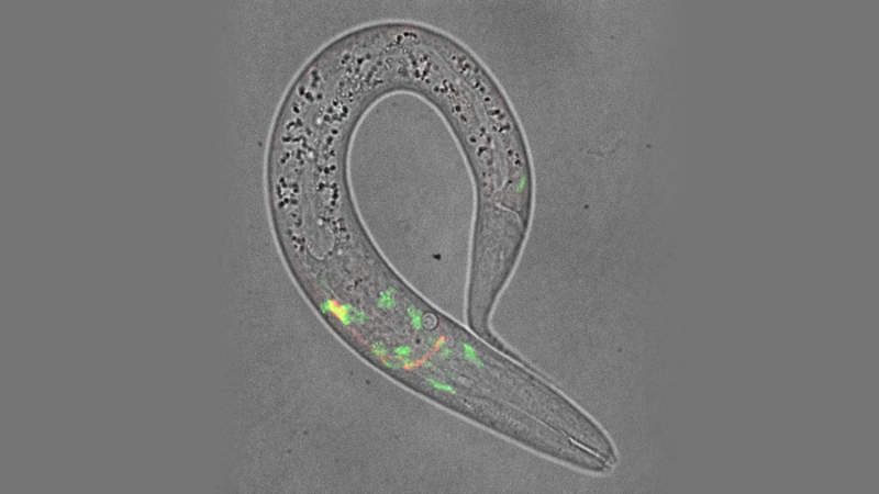 A microscopy picture. On a grey, textured background, an elongated, transparent, hook-shaped structure forms a large loop. The upper portion of the loop is filled with dense, dark granular specks inside its transparent body. In the lower curve of the structure, several small, bright green clusters and a faint streak of red light glow from within. A tiny speck of green light is also visible near the narrow, pointed end on the right side.
